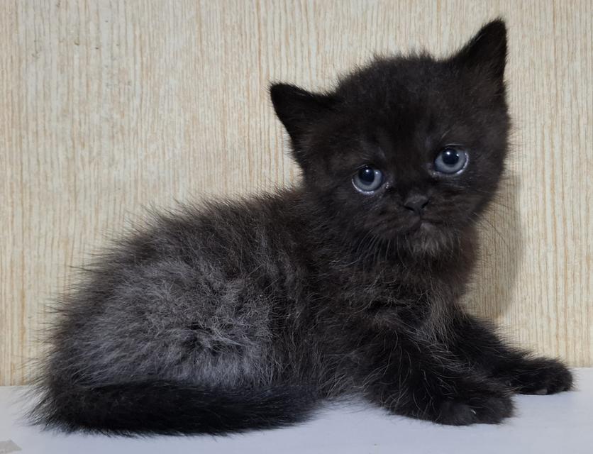 ลูกแมวครึ่งเปอร์เซีย+บริติช รูปที่ 3