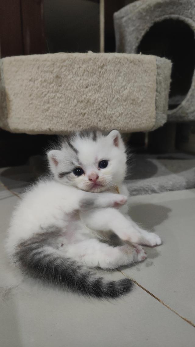 Scottish Fold (boy)