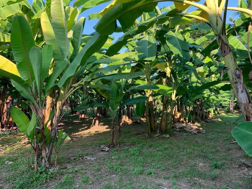 ขายที่ดินทำเลทอง! หมู่บ้านช่างทอง ต.สุเทพ อ.เมืองเชียงใหม่ ใกล้มหาวิทยาลัยเชียงใหม่ (หลัง มช.) 10