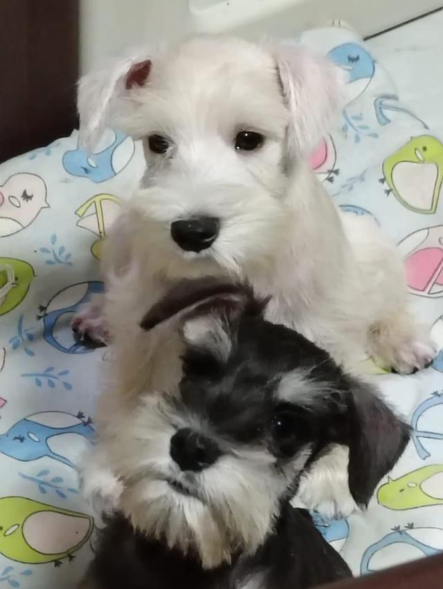 ลูกหมา Schnauzer หาบ้าน