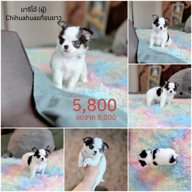 ชิวาวาแท้มีทั้งแบบขนสั้นและขนยาวพร้อมย้ายบ้านมีบริการจัดส่งจ้า รูปที่ 5