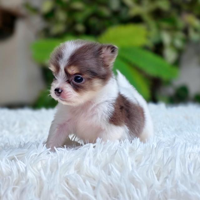 chihuahuaแท้ไซส์ทีคัพมาร์คไซฟอร์มสวยมาก รูปที่ 6
