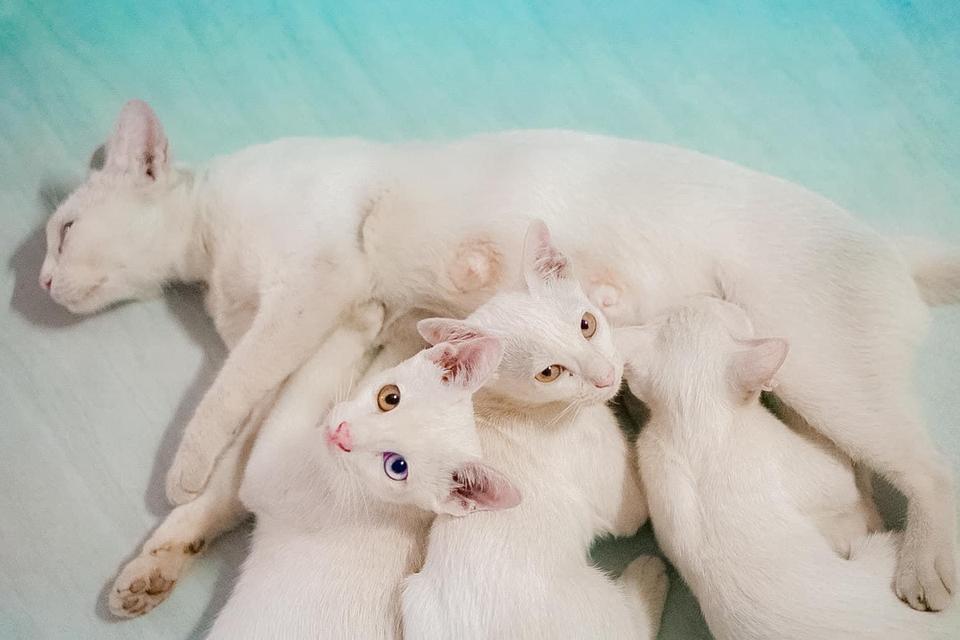หาผู้อุปการะ​ ลูกแมวขาวมณี ค่ะ  เพศ​หญิง​ อายุราว​ ​3​ เดือน 2