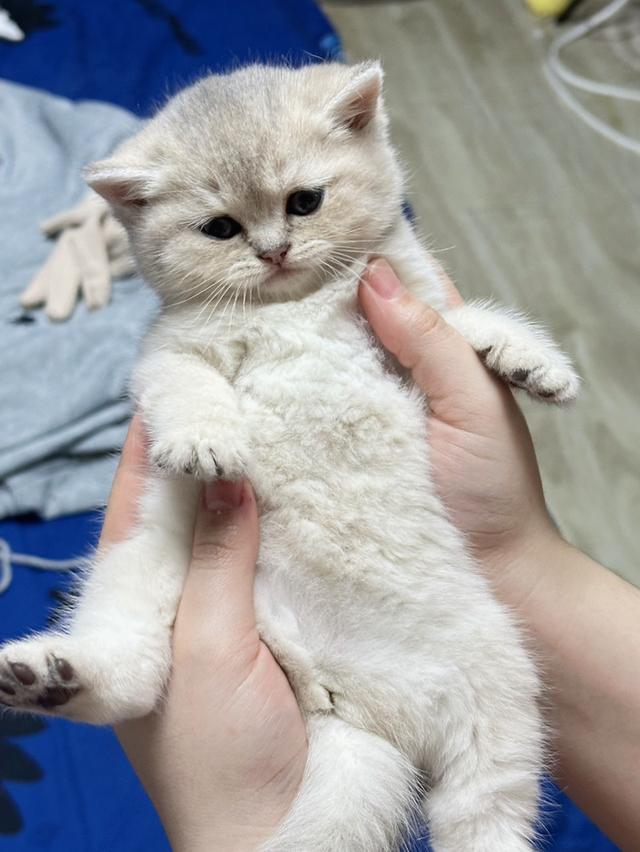 บริติช เพศหญิง 2เดือน รูปที่ 3