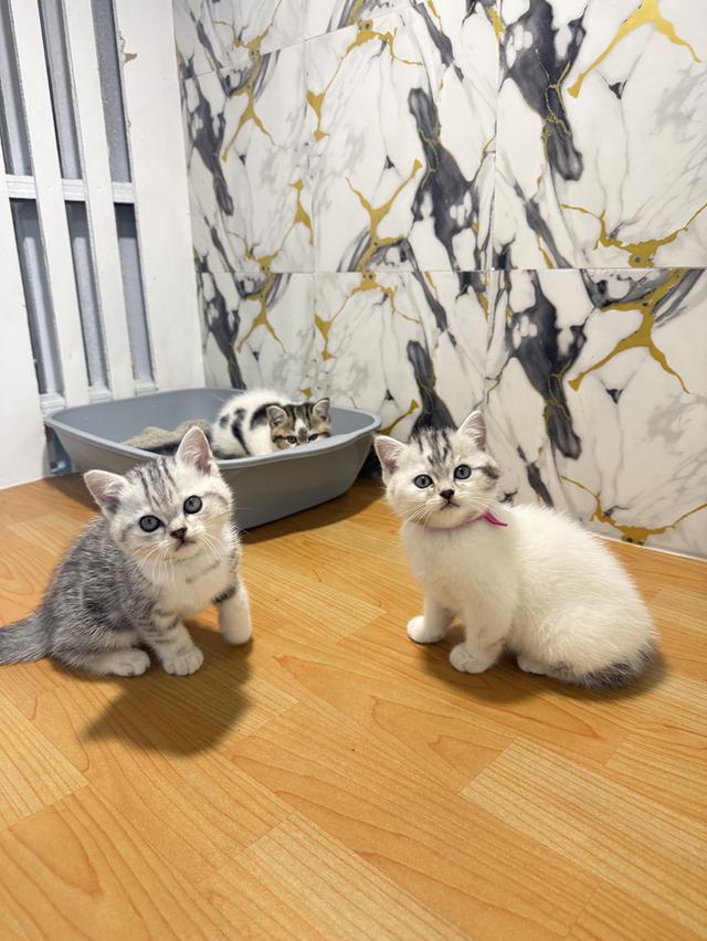 แมวพันธุ์สก๊อตติชแท้ รูปที่ 2