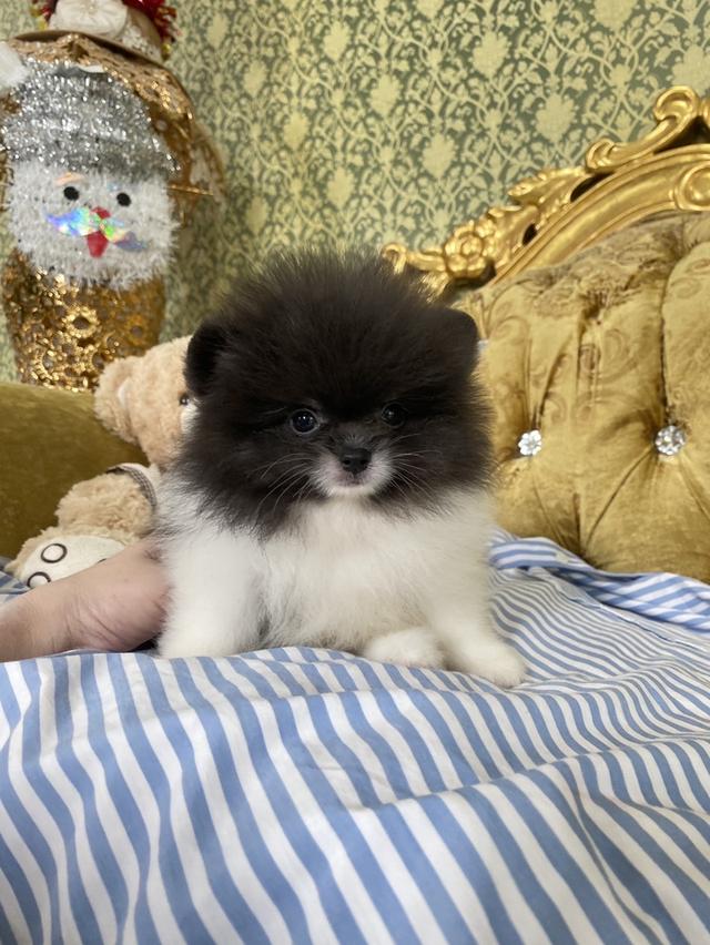 ลูกปอมแท้ อ้วนกลมฟู หมีๆ  6