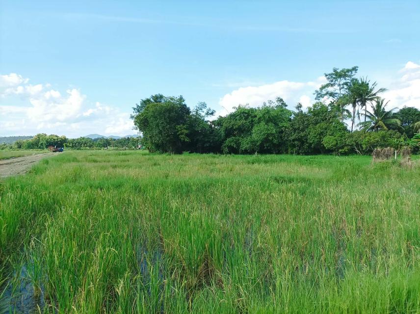 ขายที่ดิน ราคา3,980บาท/ตร.ว. ต.ป่าป้อง อ.ดอยสะเก็ด จ.เชียงใหม่ 6