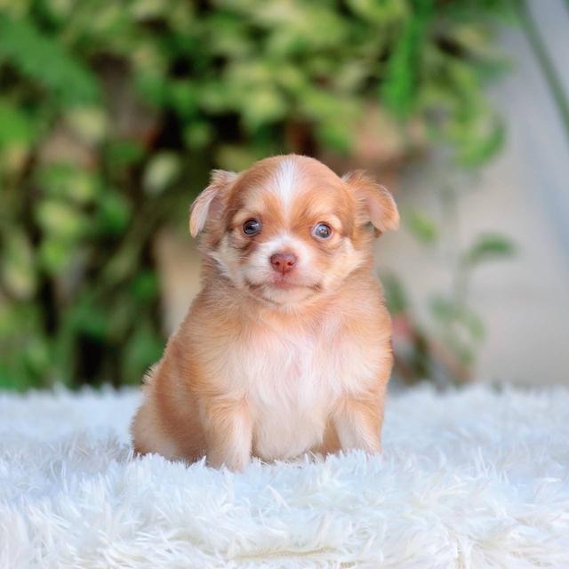 ชิวาวาแท้ ขนยาว เพศผู้ รูปที่ 7