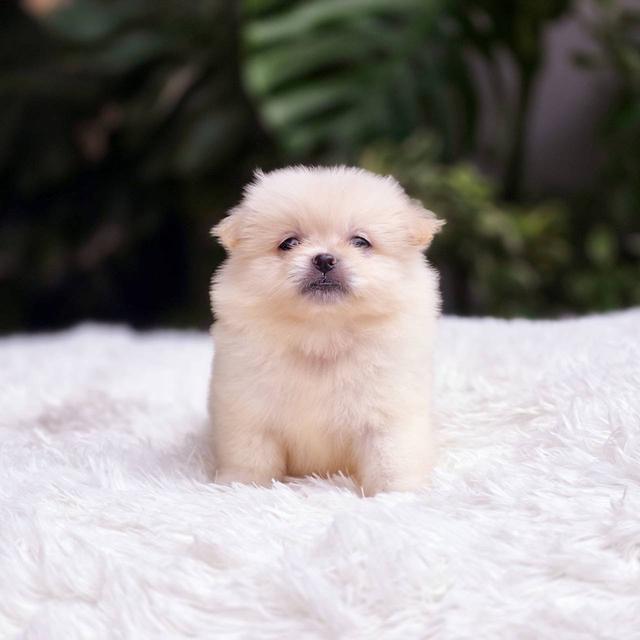 ปอมผสมชิวาวาเพศเมีย 5