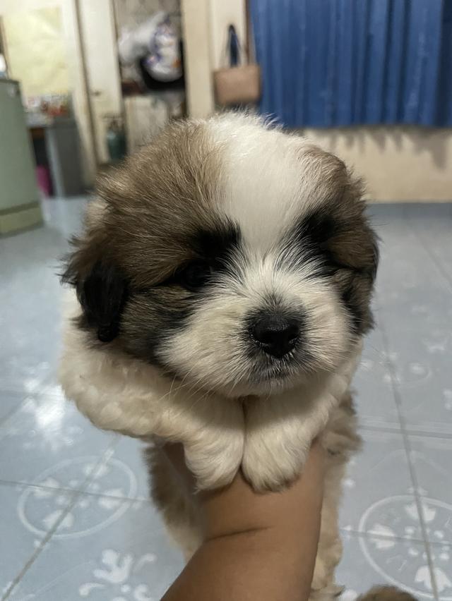 ขายลูกสุนัขพันธ์ุผสม 2 ตัว 5
