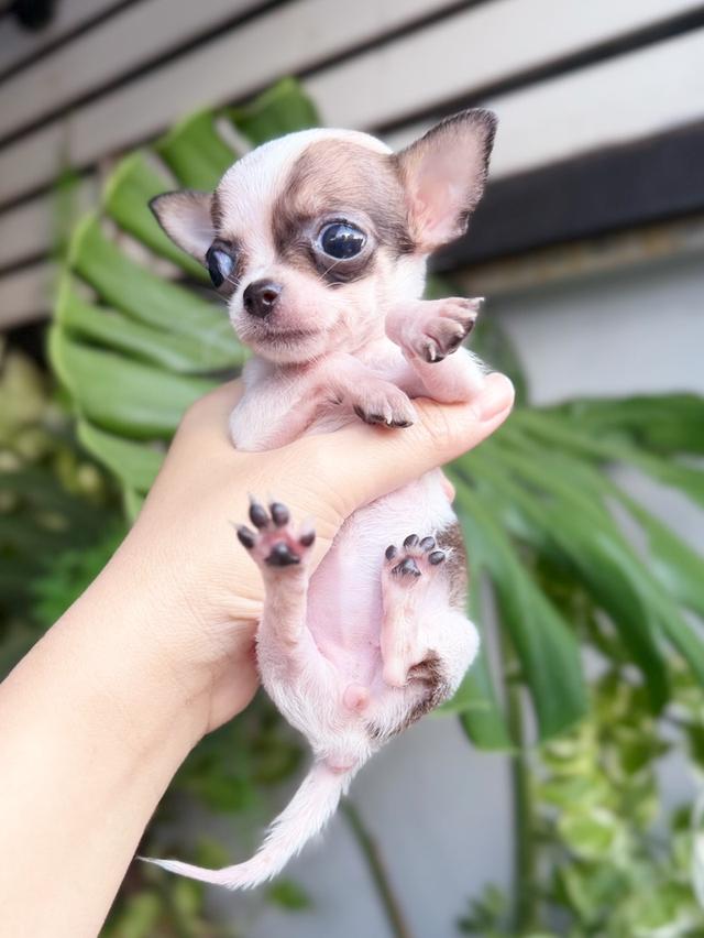 ชิวาวาแท้ ทีคัพ ขนสั้น เพศเมีย 6