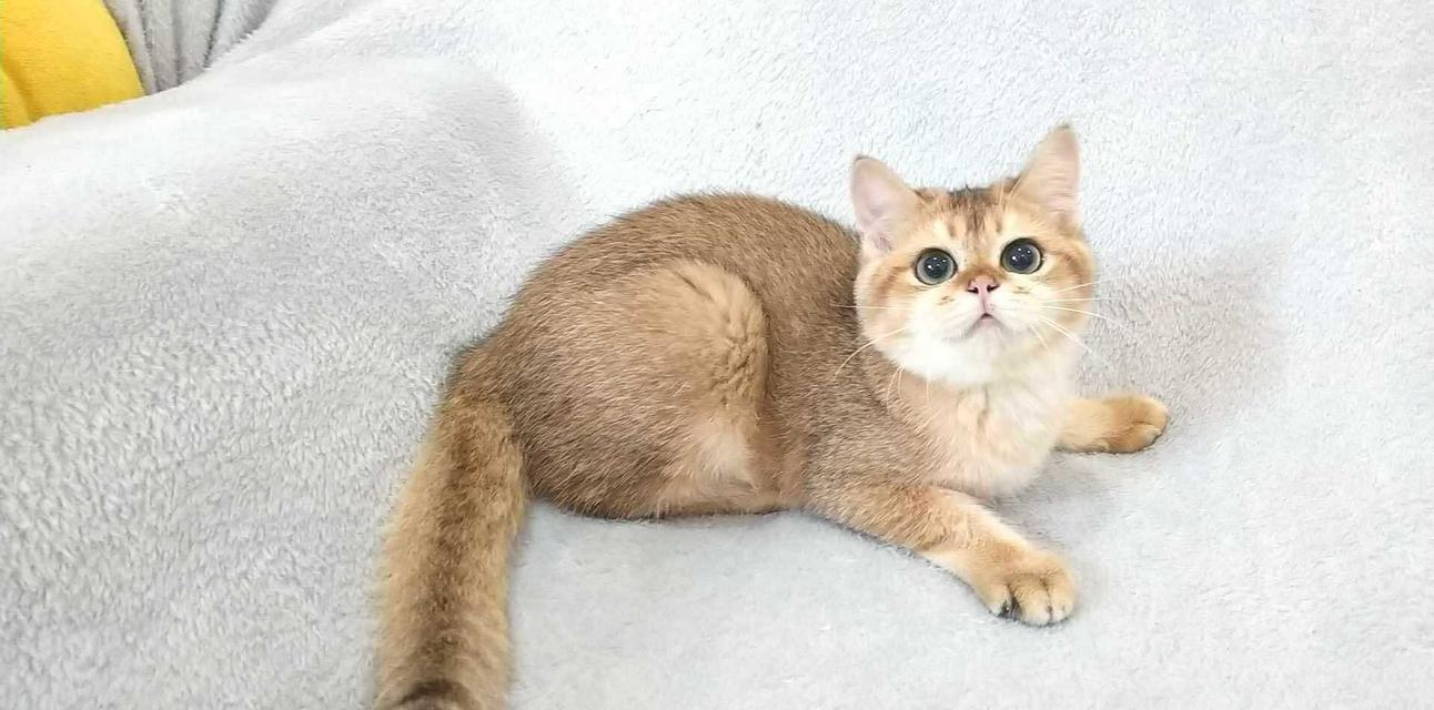British Shorthair BOY 7