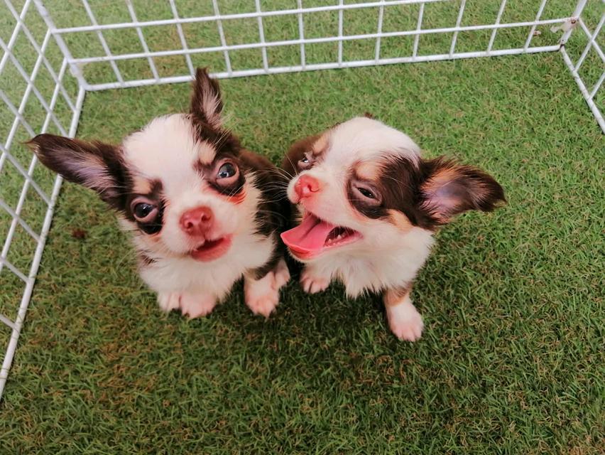 ชิวาว่าเเท้ขนยาว ชายล้วน พร้อมย้าย 8