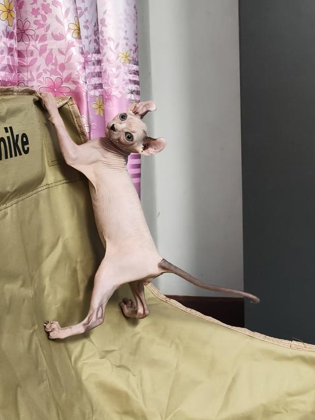 ดช.สฟิงซ์เอลฟ์หูพลิก รูปที่ 3