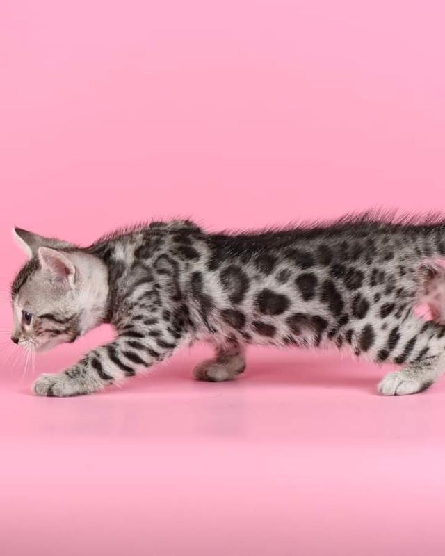 แมวพันธุ์เบงกอล สีsilver 2