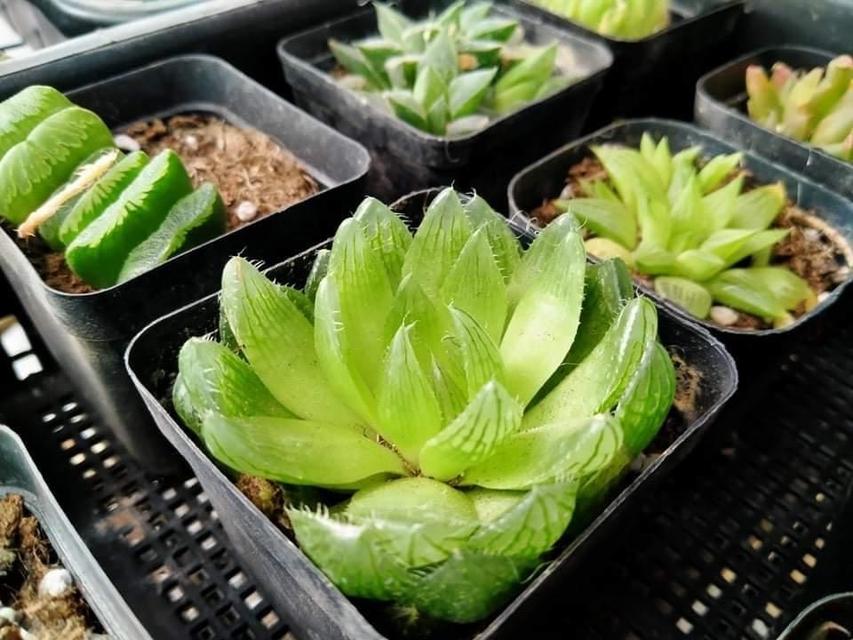 ขายเหมากุหลาบหิน Haworthia  4