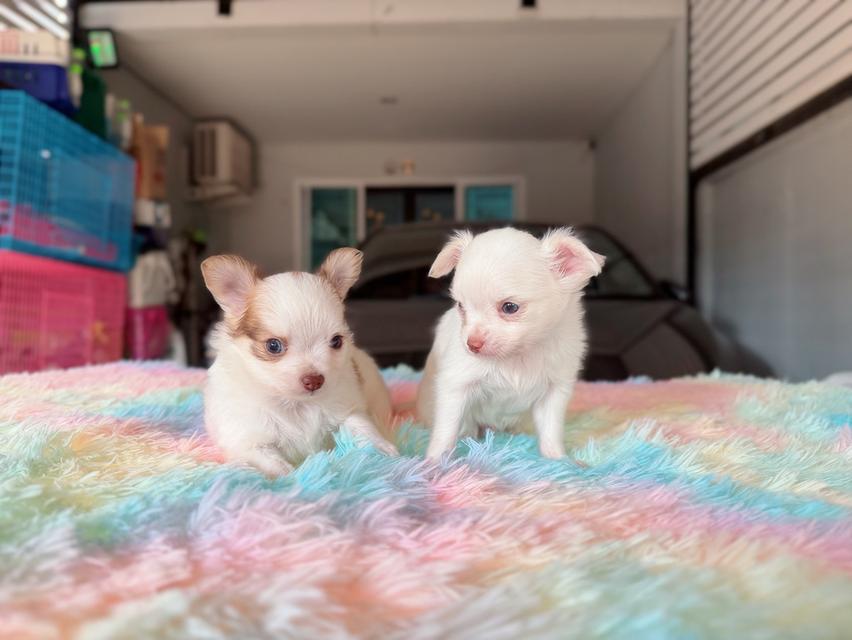 ปอมผสมชิวาวา เพศผู้ พิกัดรามอินทรา 9