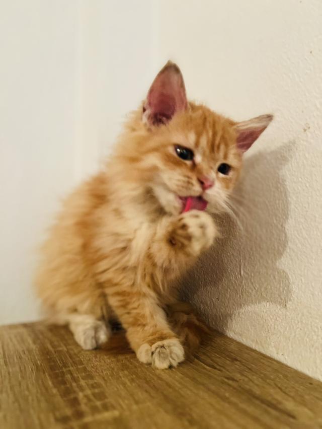 ลูกแมวเมนคูน 3