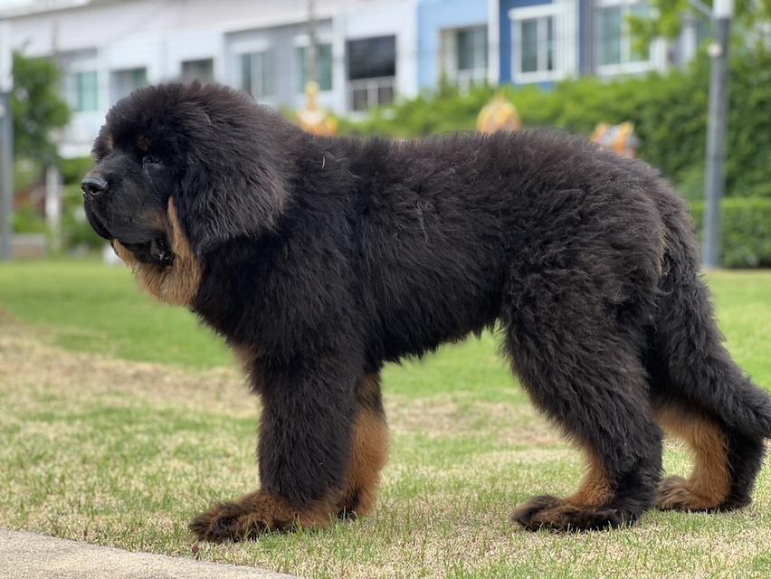 ทิเบตันมาร์ฟทิฟ นำเข้าจากประเทศจีน