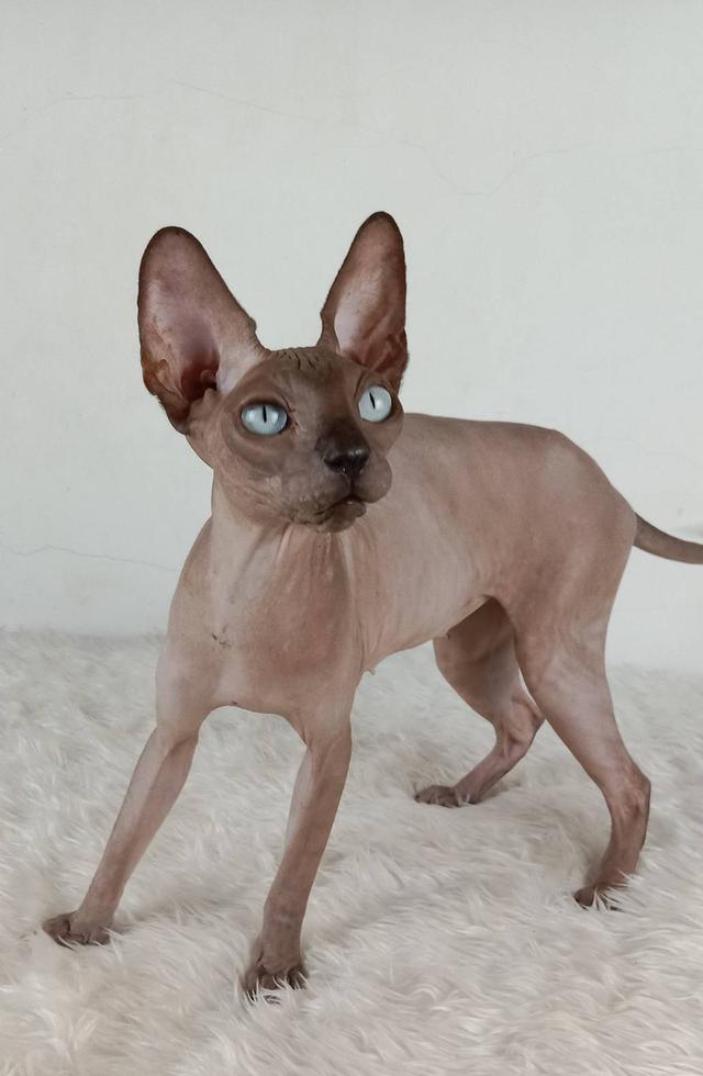 23.แมวสฟิงซ์/เพศเมีย หาบ้าน Sphynx Cat/Female looking for a new home