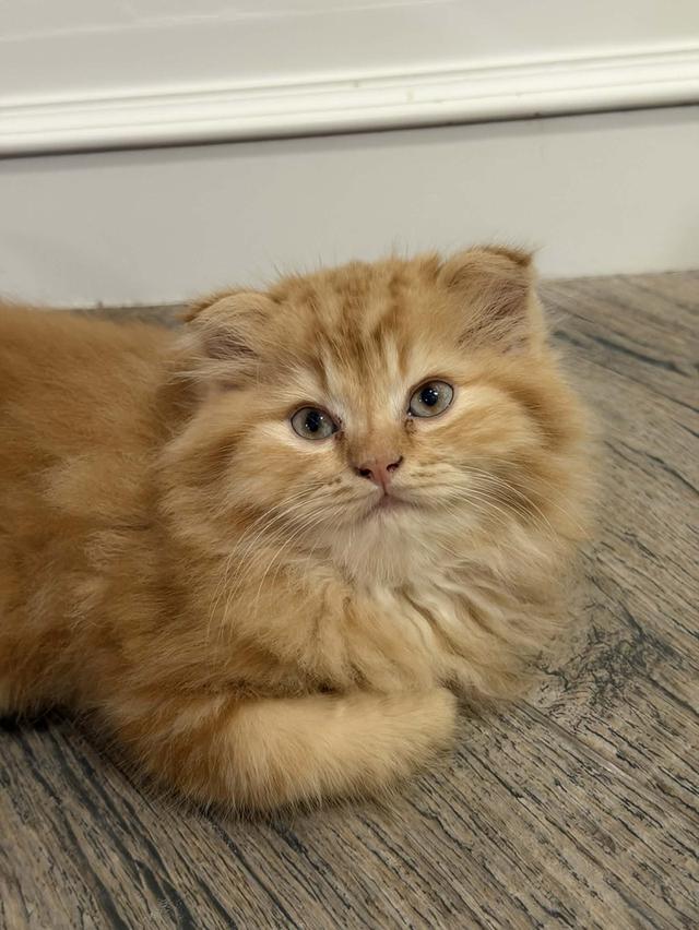 น้องแมวส้ม สก๊อตติชโฟลด์ขนยาว ขนแน่นฟู ตากลม