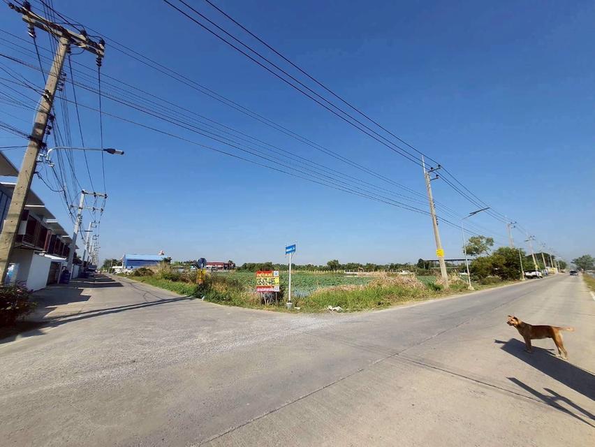 Vายที่ดินซอยวัดป่าห้าพระองค์ 200 ตารางวา แปลงมุม ติดถนนคลองเเอนคลองสาม 5/4-1 อ.คลองหลวง จ.ปทุมธานี 7