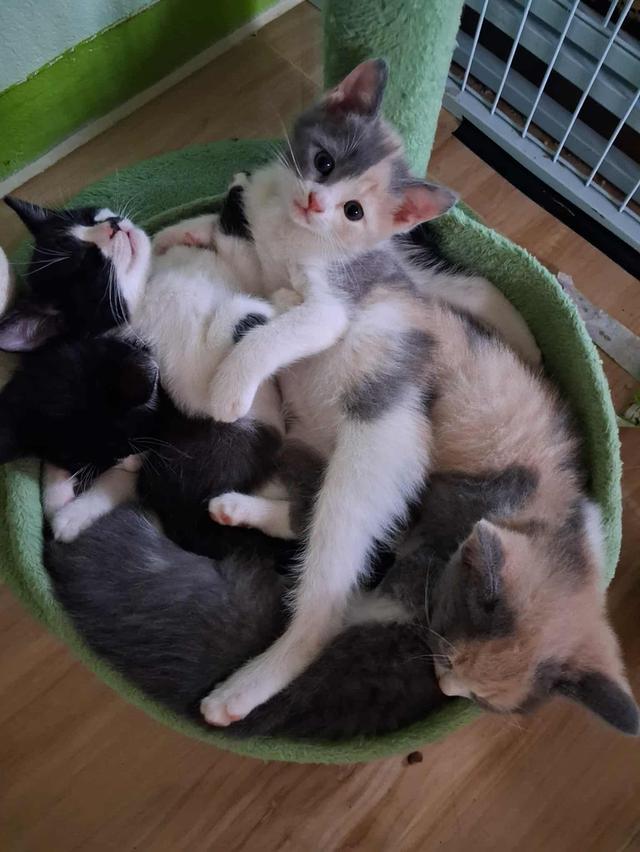 ลูกแมวบริติช 6