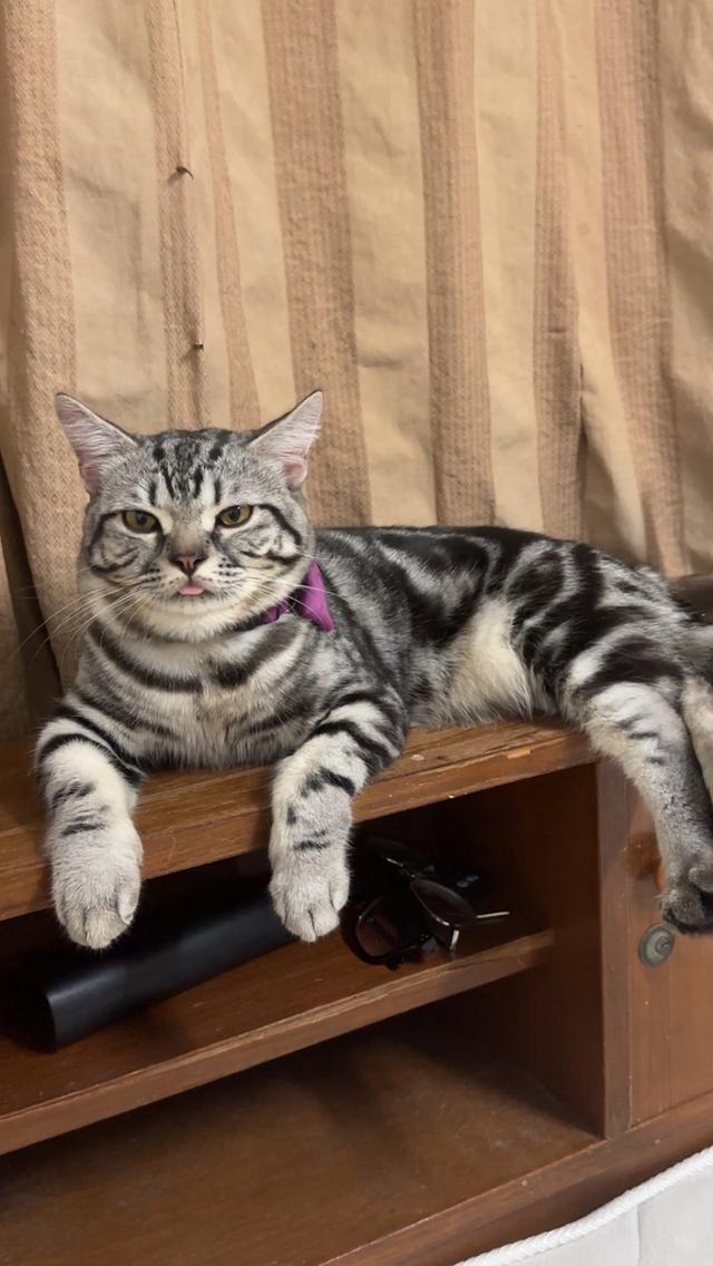 น้องแมวอเมริกัน ช็อตแฮร์ และบริติช ช็อตแฮร์ แท้ 💯 รูปที่ 3