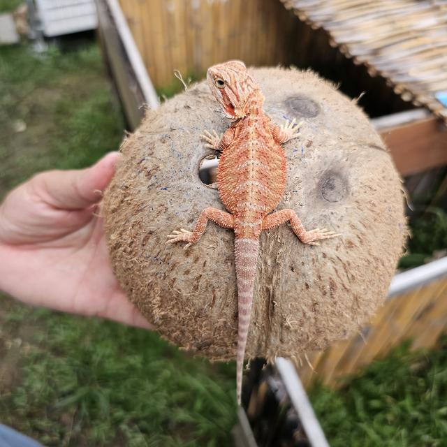 กิ้งก่า Bearded Dragon ตำหนิหาง รูปที่ 1
