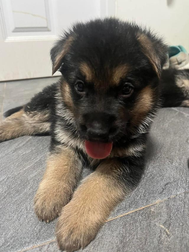 ลูกสุนัขเยอรมันเชพเพิร์ด รูปย่อยที่ 2