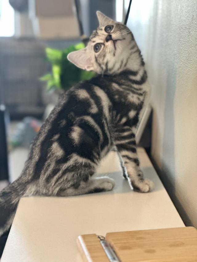 แมวบ้านอเมริกันช็อตแฮร์ รูปที่ 3