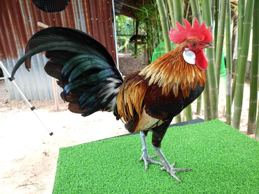 รัฐชนาวีฟาร์ม ไก่ต่อสวยงาม รูปที่ 2