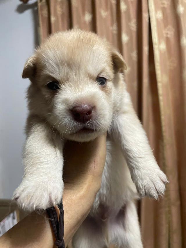 ไซบีเรียนโกลเด้น อายุ 1 เดือน รูปที่ 4