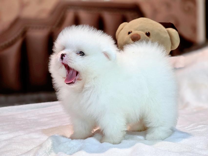 ปอมหน้าหมีขาวล้วนขนสำลีเพศผู้ 10