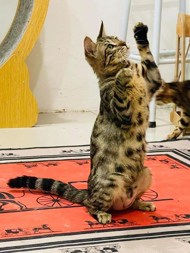 แมวเบงกอล (Bengal) 1