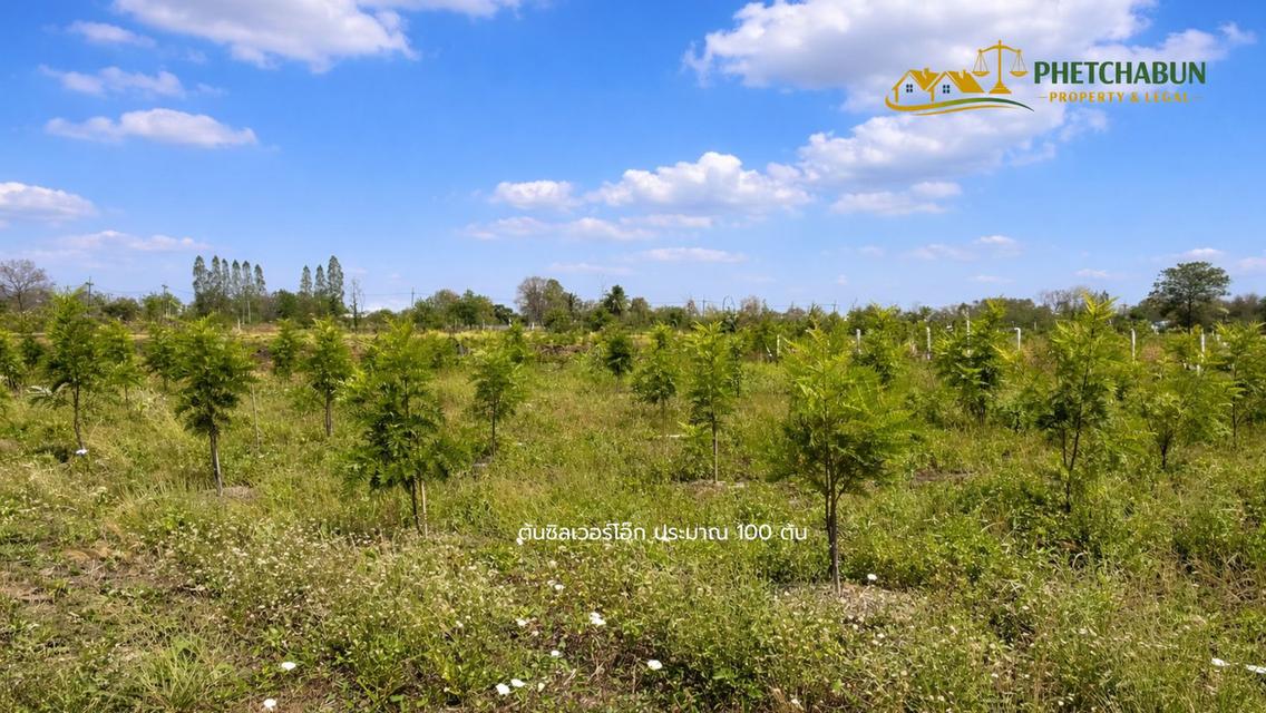 ที่ดินเปล่า 266 ตารางวา ต.วังชมภู อ.เมือง จ.เพชรบูรณ์ 5