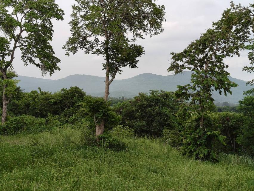 ขายที่วังไทร เขาใหญ่ ที่บนเนิน 3.5ไร่ ใกล้ My ozone Movenpick khaoyai ถนนกว้างไฟฟ้าผ่านหน้าที่ วิวเขาสวยมาก หลังพิงเขา แถมที่ครอบครอง 2ไร่ ปากช่อง 2