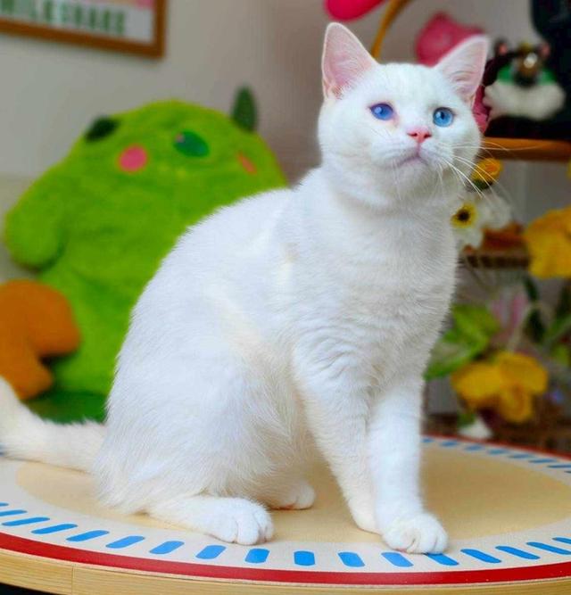 แมวขาวตาฟ้า