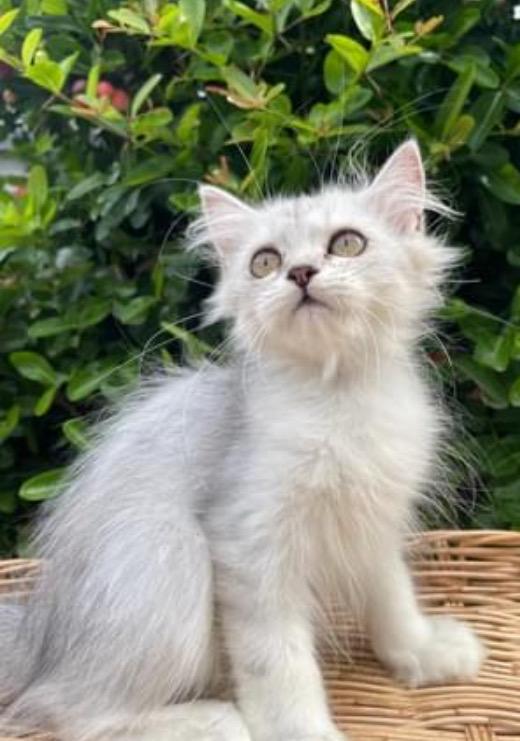 ขายแมวเปอร์เซียสีขาวอมเทา น่ารักแสนรู้ 1