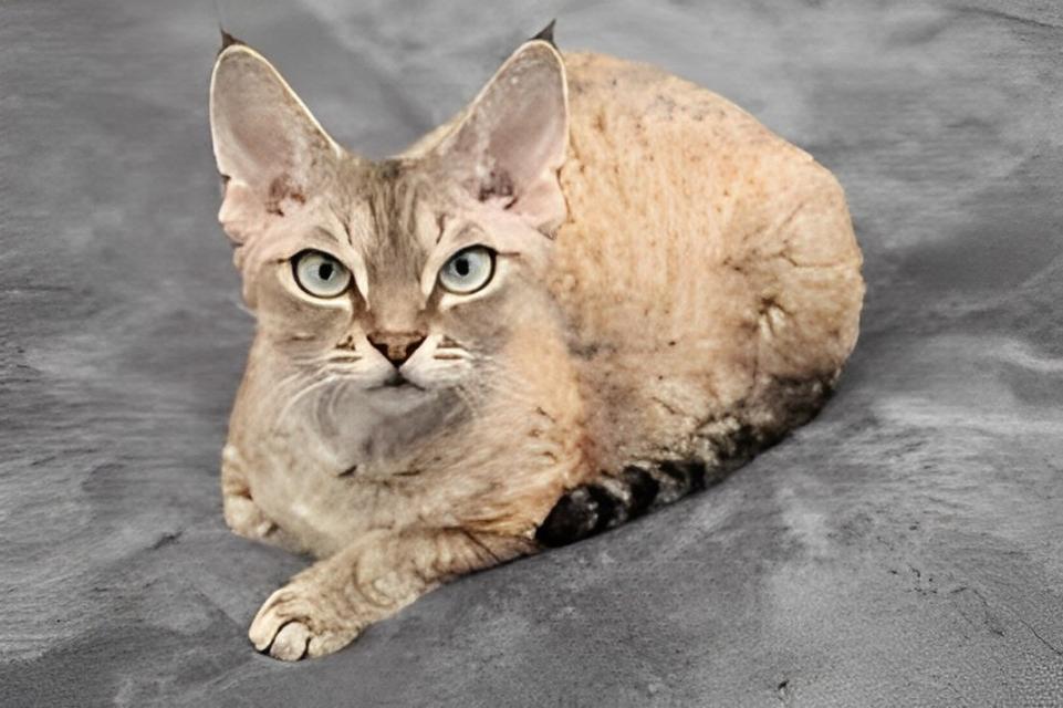 แมวสฟริงDevon rex 2