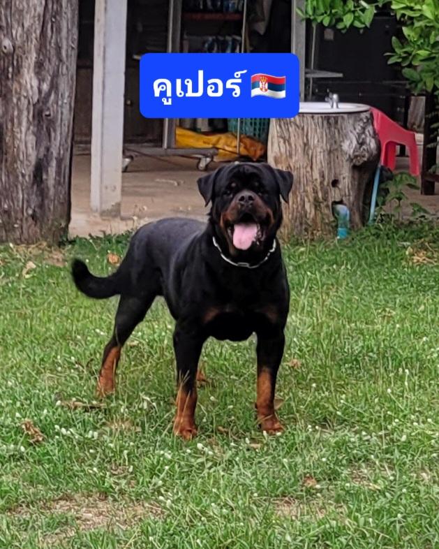 ปล่อยต่อพ่อพันธุ์ที่ดีที่สุดของฟาร์ม