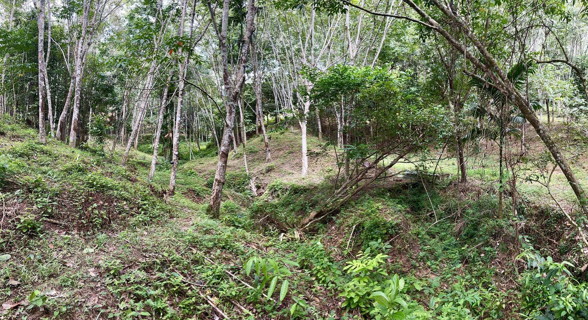 ขายสวนยาง 8 ไร่ 2 งาน70 ตารางวา คลองหรัง 6