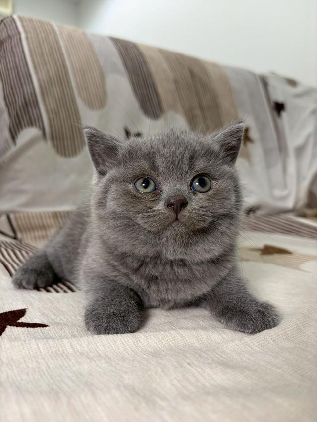 British shorthair WCF 7