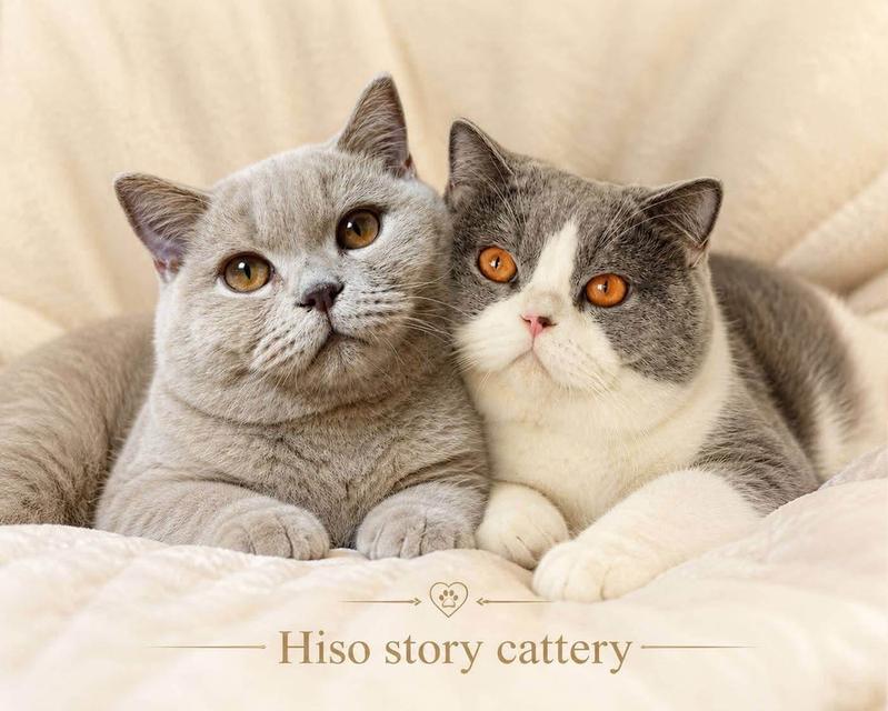 เเมวบริติชช๊อตแฮ ร์British Shorthair รูปที่ 12