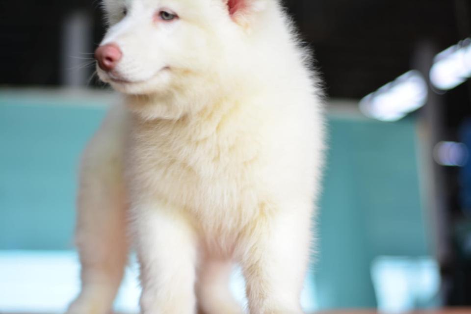 ลูกไซบีเรียน เพศ ผู้สีขาว มีใบเพ็ด