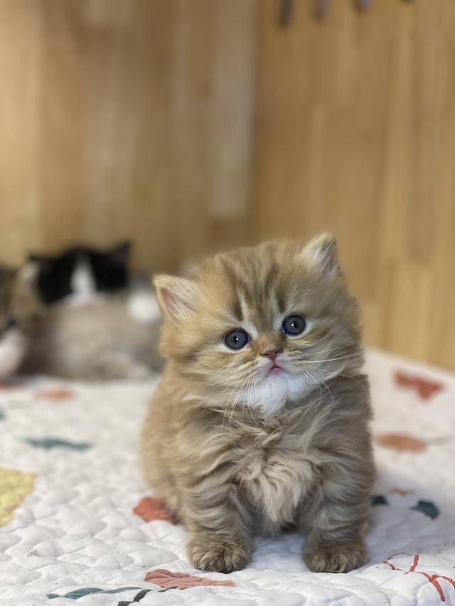 แมวมันช์กิ้น ขาสั้น เพศหญิง รูปที่ 13