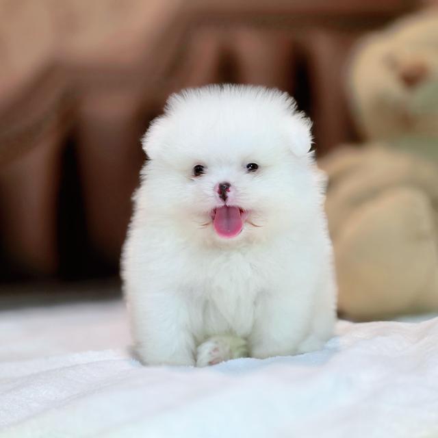 ปอมหน้าหมีขาวล้วนขนสำลีเพศผู้