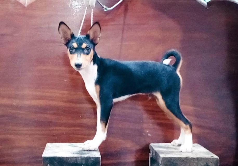 สุนัข Basenji สีดำ