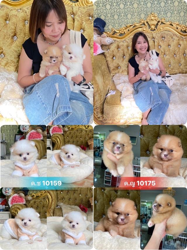ลูกปอมเมอเรเนียน ทีคัพ อ้วนกลมฟู น่ารัก ทรงสวย พร้อมส่ง รูปที่ 15