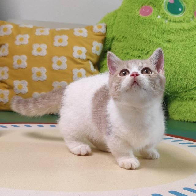 แมวมันช์กิ้น Munchkin short leg boy Oscat cattery chiangmai รูปที่ 3